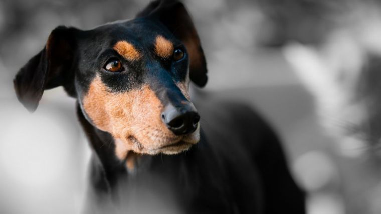 Las ventajas de alimentar a tu perro con un pienso de alta gama