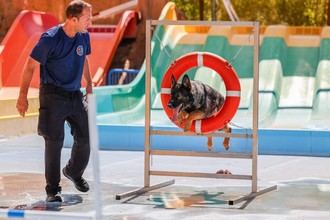 Competencia de Guías Caninos reúne a 43 unidades en Aquopolis