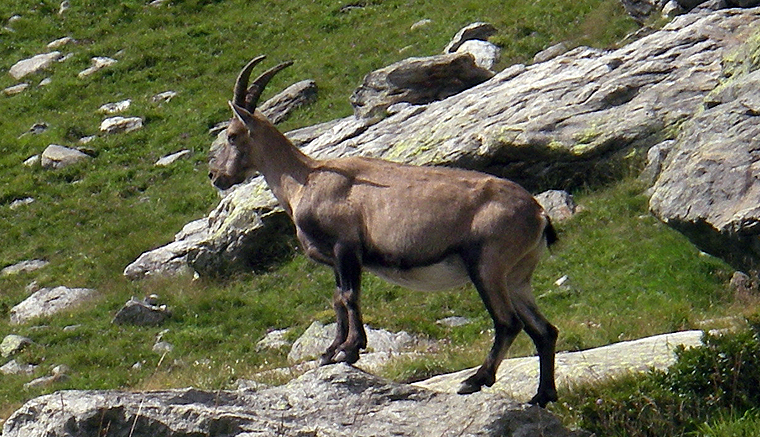La Comunidad reducirá el 60% de las cabras montesas del Parque Nacional