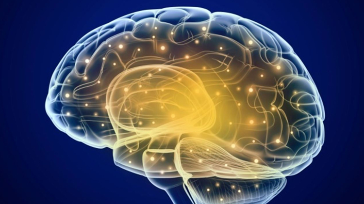 El glutamato 'alimenta' el cerebro