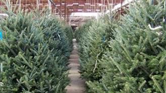 La comunidad prohibe replantar en el monte los abetos de Navidad