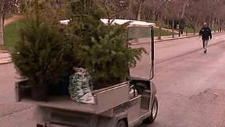 Arranca el domingo la campaña de recogida de abetos de Navidad para 