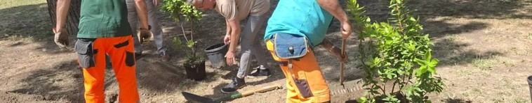 Alcorcón avanza hacia una ciudad más verde con la plantación de 10.000 árboles y arbustos