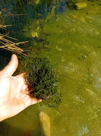 El Ayuntamiento de Madrid detecta algas carófitas en Carabanchel, un signo de recuperación de la biodiversidad urbana