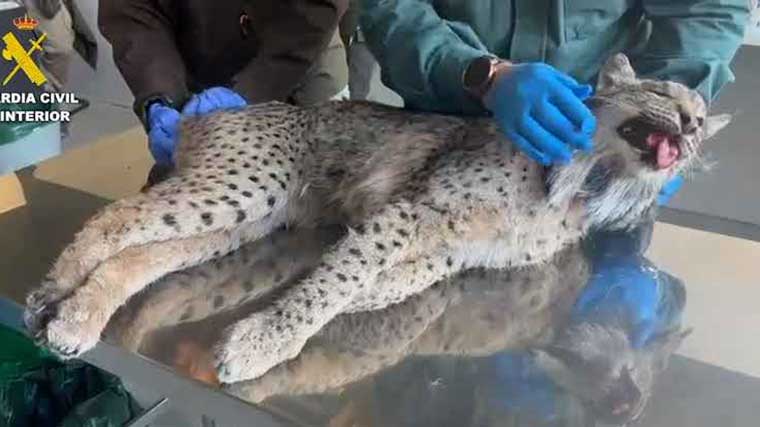 Localizan el cadáver de un lince ibérico en una cuneta de la M-203