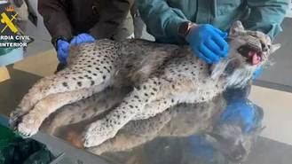 Localizan el cadáver de un lince ibérico en una cuneta de la M-203