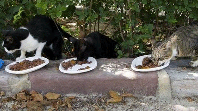 El Ayuntamiento insiste, multas de 750 a 1.500 euros por alimentar animales callejeros