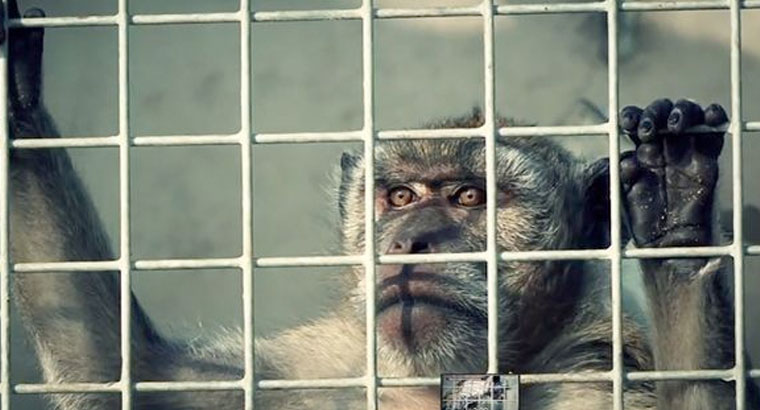 Denuncian maltrato animal en los laboratorios de Medicina de la UCM