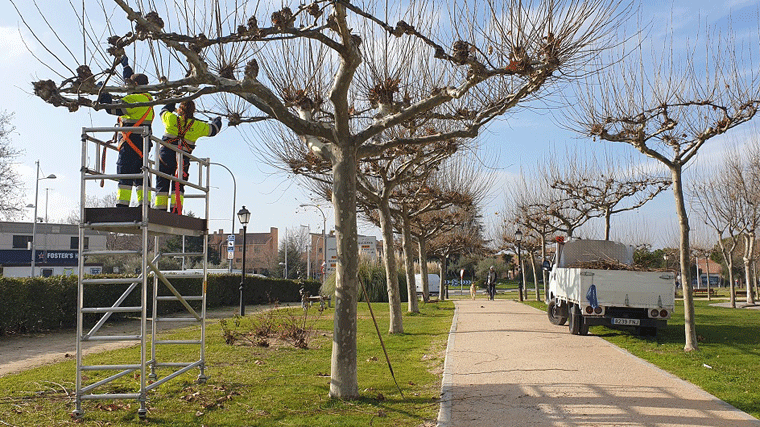 Arrancan las labores de limpieza, poda y mantenimiento del arbolado urbano