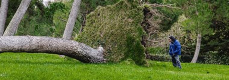 411 árboles, afectados en la capital por el fuerte viento del fin de semana, 11 de ellos en El Retiro