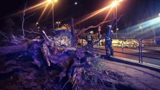 Dos heridos, uno de ellos grave, al caer un árbol sobre un turismo