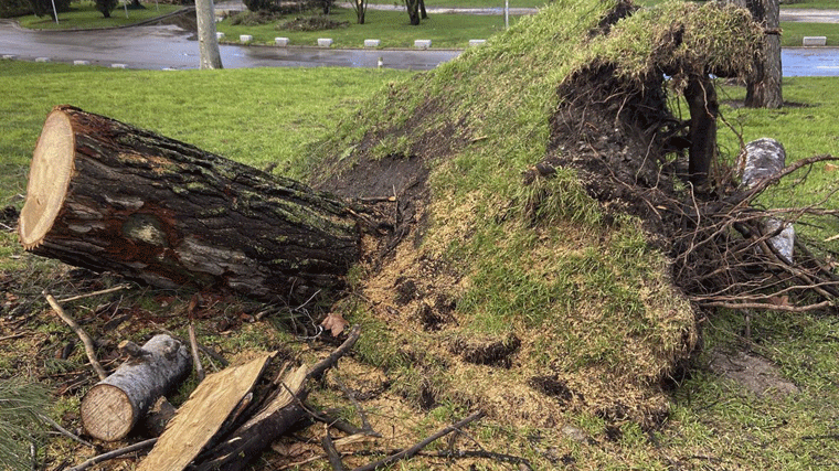 El Ayuntamiento replantará 100.000 árboles para compensar destrozos de Filomena