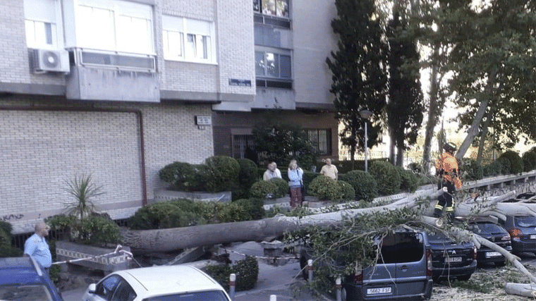 Un árbol de grandes dimensiones cae encima de vatios vehículos en Herrera Oria