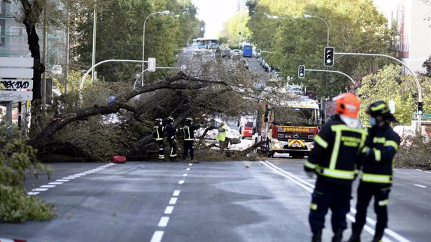 Se desploma un gran árbol sobre un coche en Príncipe de Vergara, el conductor herido leve