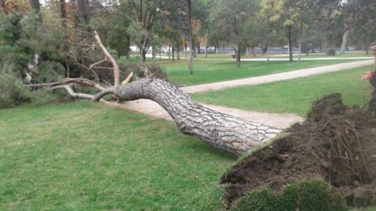 Dos grandes árboles y 40 ramas cayeron en El Retiro por los fuertes vientos