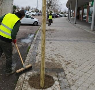 Arroyomolinos suma 733 nuevos árboles a su plan de arbolado urbano