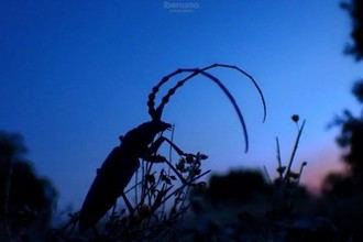 Investigación sobre el comportamiento de insectos durante el eclipse solar