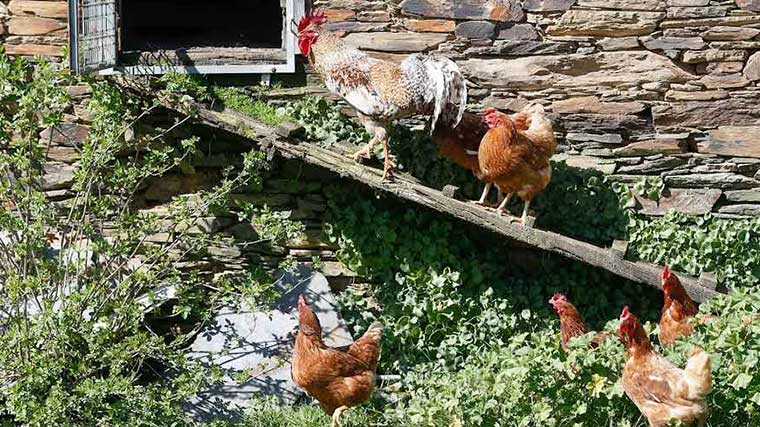 Confinadas aves en 16 municipios de la región para no propagar la gripe aviar