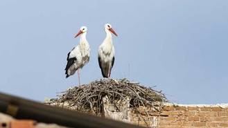 La Comunidad reconoce una veintena de focos de gripe aviar desde septiembre