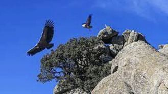 Regulado el tránsito por zonas de escalada de la Pedriza para protegrer nidos de aves
