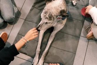 Terapia con perros mejora la autoeficacia en adolescentes psiquiátricos