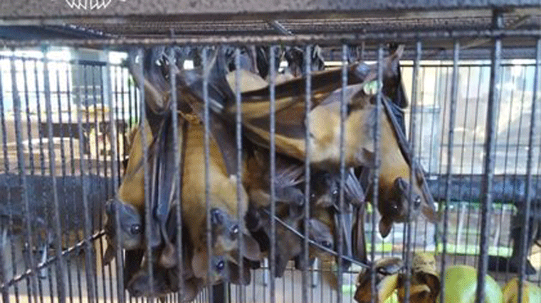 Incautados 30 murciélagos, una boa constrictor y una pitón en la feria Expoterraria