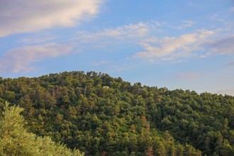 Estudio destaca que la diversidad de árboles mejora la estabilidad de los bosques ante el cambio climático