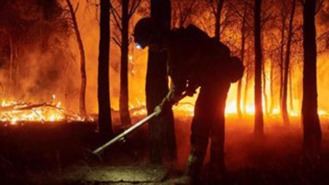 Alertan de los riesgos de la explotación intensiva económica de los bosques
