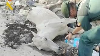 Investigado por maltrato animal el dueño de un caballo abandonado en Valdemingómez al que hubo que eutasianar