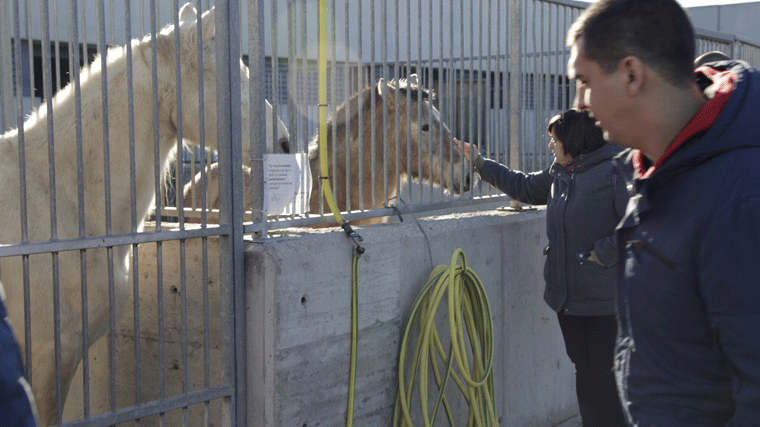 126 perros, 84 gatos y cinco caballos esperan ser adoptados en la capital