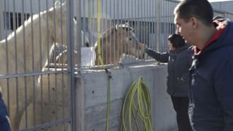 126 perros, 84 gatos y cinco caballos esperan ser adoptados en la capital