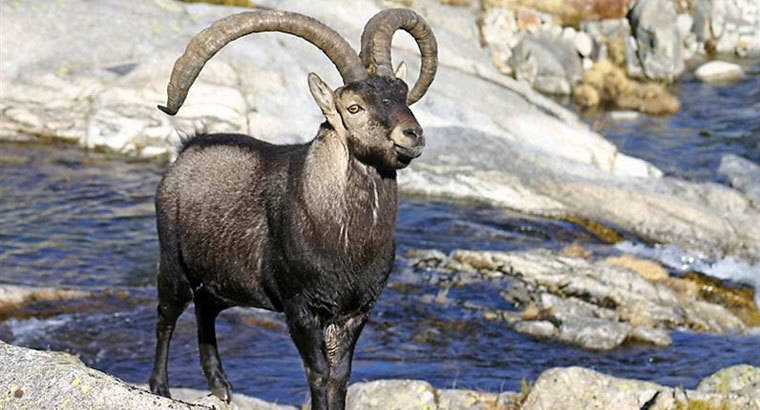 Plan para frenar la superpoblación de cabras en la Sierra de Guadarrama