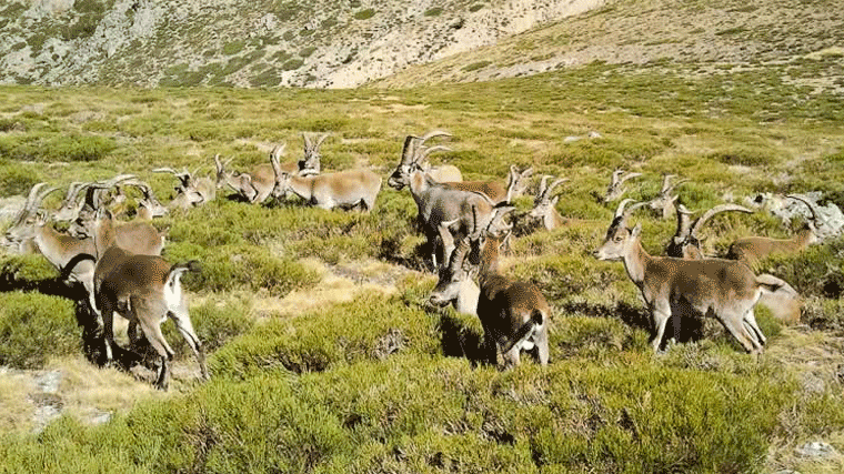 Se mantiene la paralización de sacrificar cabras montesas en el Guadarrama