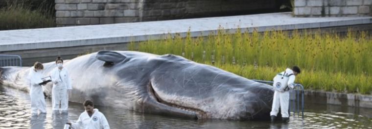 `Whale´, el cachalote varado del Manzanares