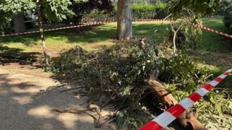 Los bomberos atendieron 120 incidencias por caída de ramas en la capital durante la tormenta