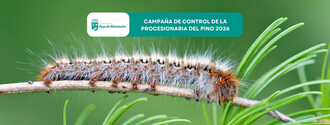 Control de la procesionaria del pino: campaña 2026 en marcha