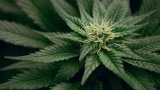 El PSOE se compromete a regular el uso medicinal del cannabis: 'Es inexorable'