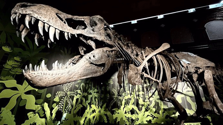 `Cazadores de dragones´, un recorrido por la historia de los dinosaurios