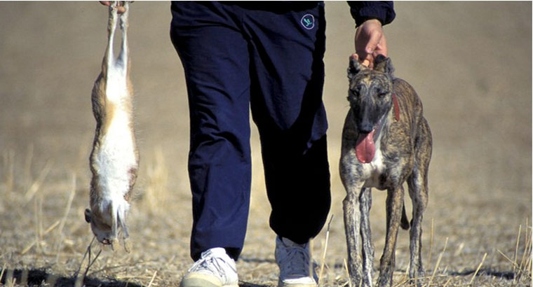 29 asociaciones animalistas protestarán contra la caza con galgos