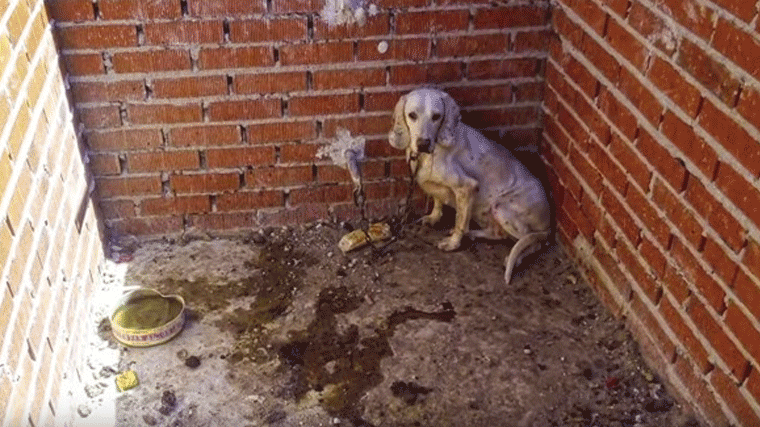 Juzgan a un cazador acusado de maltratar a 55 perros en Villa del Prado