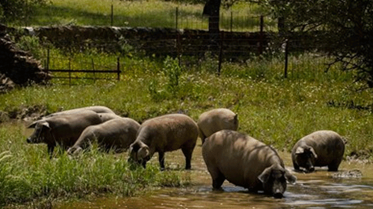 El cerdo ibérico abandonado en un parque irá a un santuario animal