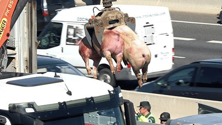Sobreviven 34 cerdos de los 170 que transportaba el camión volcado