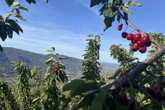 Biodiversidad y sostenibilidad en el cultivo de cerezos del Jerte