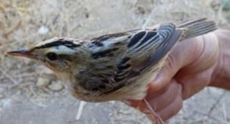 Detectada en San Martín de la Vega una de las aves más amenazas de Europa