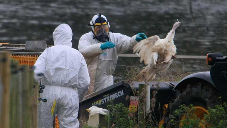 Delegación del Gobierno acusa a la Comunidad de no dar información sobre el brote de gripe aviar