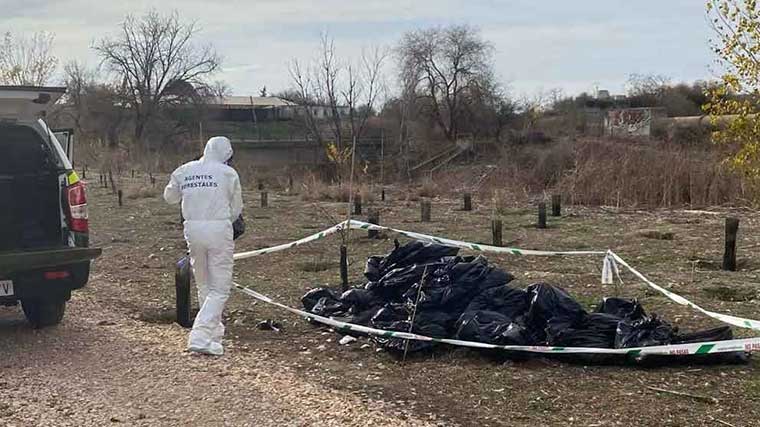 Agentes Forestales de Madrid recogen cigüeñas muertas en las inmediaciones del río Manzanares. Imagen, Ecologistas en Acción.