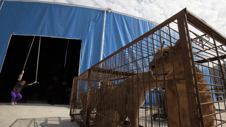El Ayuntamiento prohibe la instalación de circos y espectáculos con animales