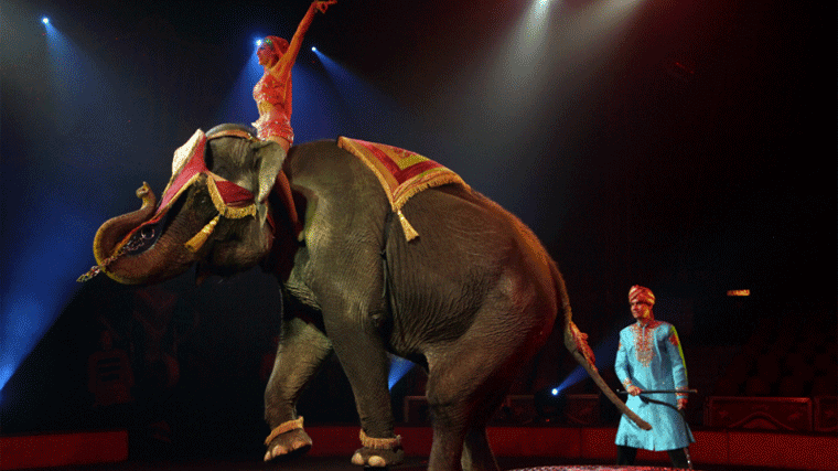 Circos con animales denuncian amenazas de muerte por su actividad