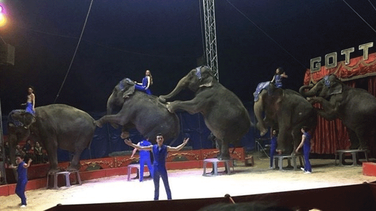 Los circos con animales tienen una año de prorroga para reorientar sus negocios