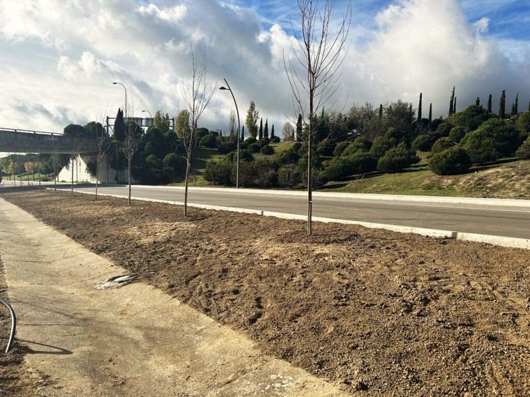 Tres Cantos inicia campaña de plantación con 91.000 euros para embellecer zonas verdes